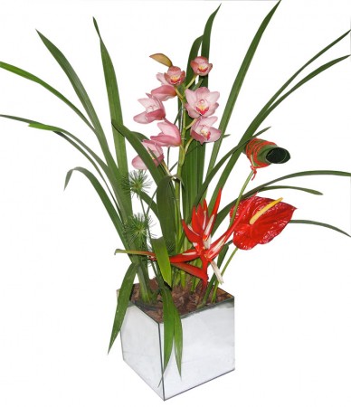 Orquideas Cymbidium cachepot de vidro