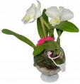 /album/arranjos-diversos/a13orquideastaca456-bx-jpg2/